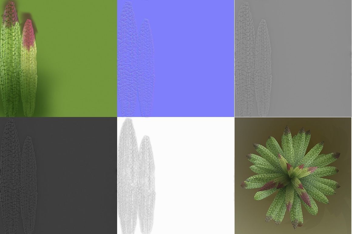 Vriesea gigantea 3D model_3