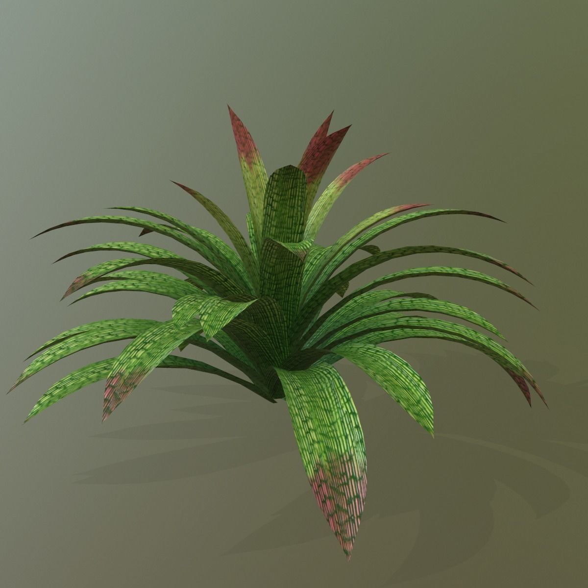 Vriesea gigantea 3D model_7