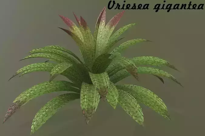 Vriesea gigantea
