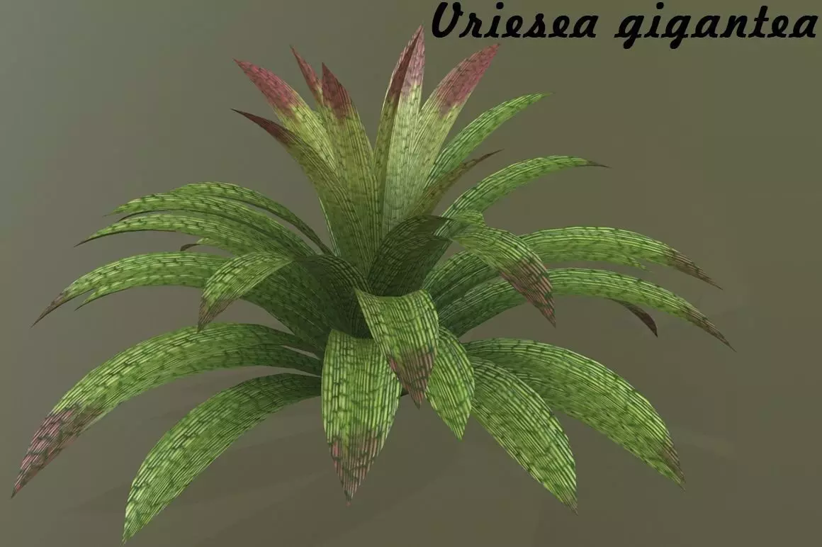 Vriesea gigantea 3D model_0