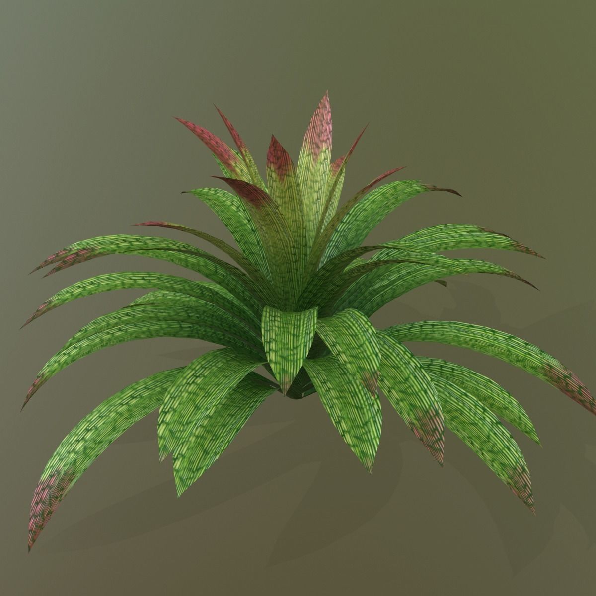 Vriesea gigantea 3D model_8