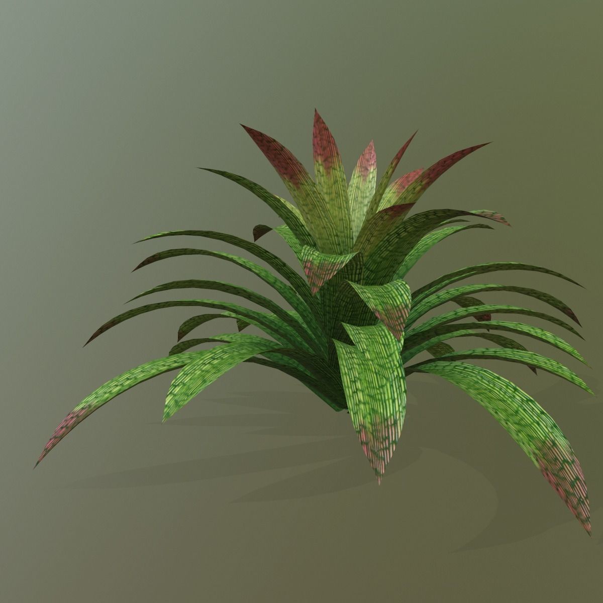Vriesea gigantea 3D model_6