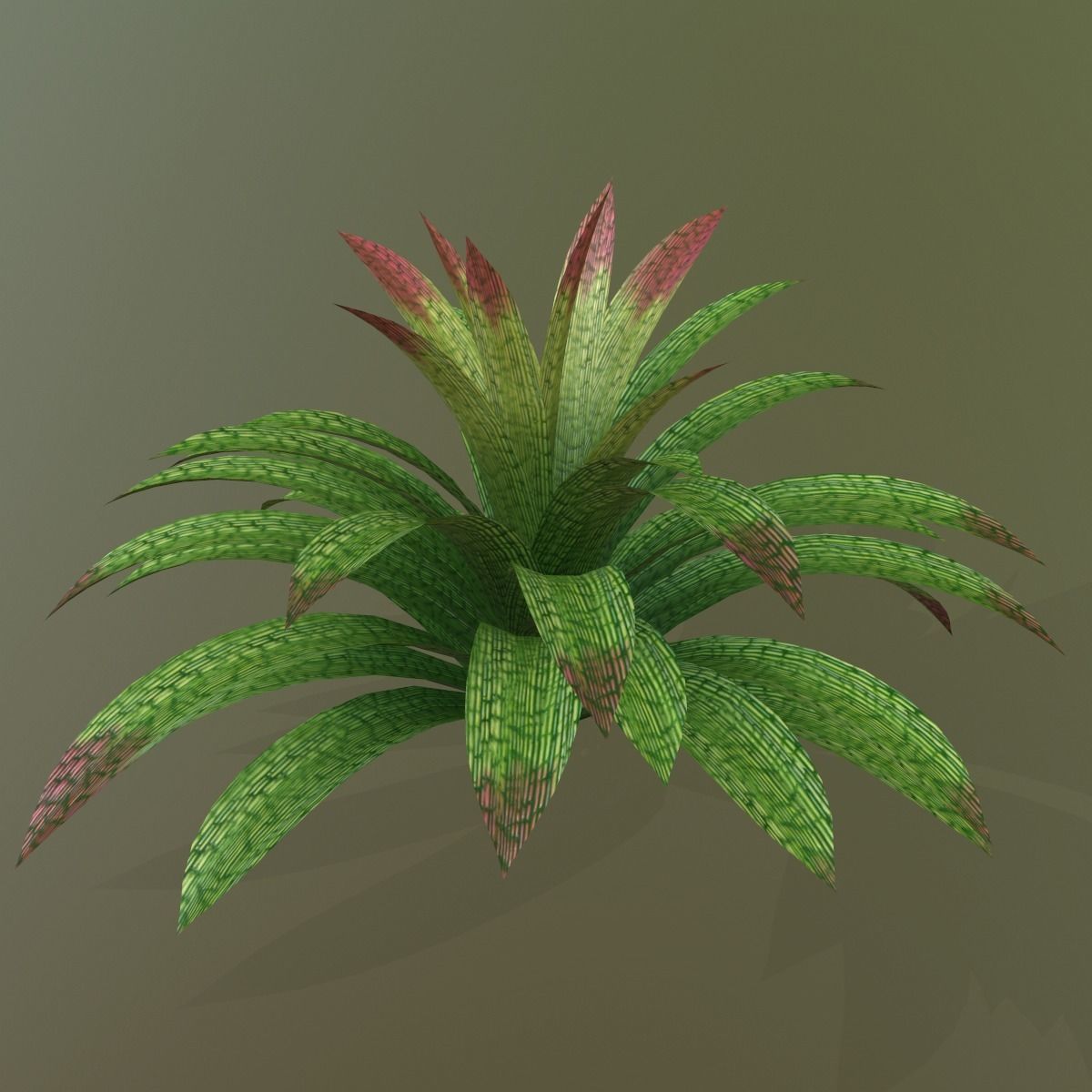 Vriesea gigantea 3D model_1