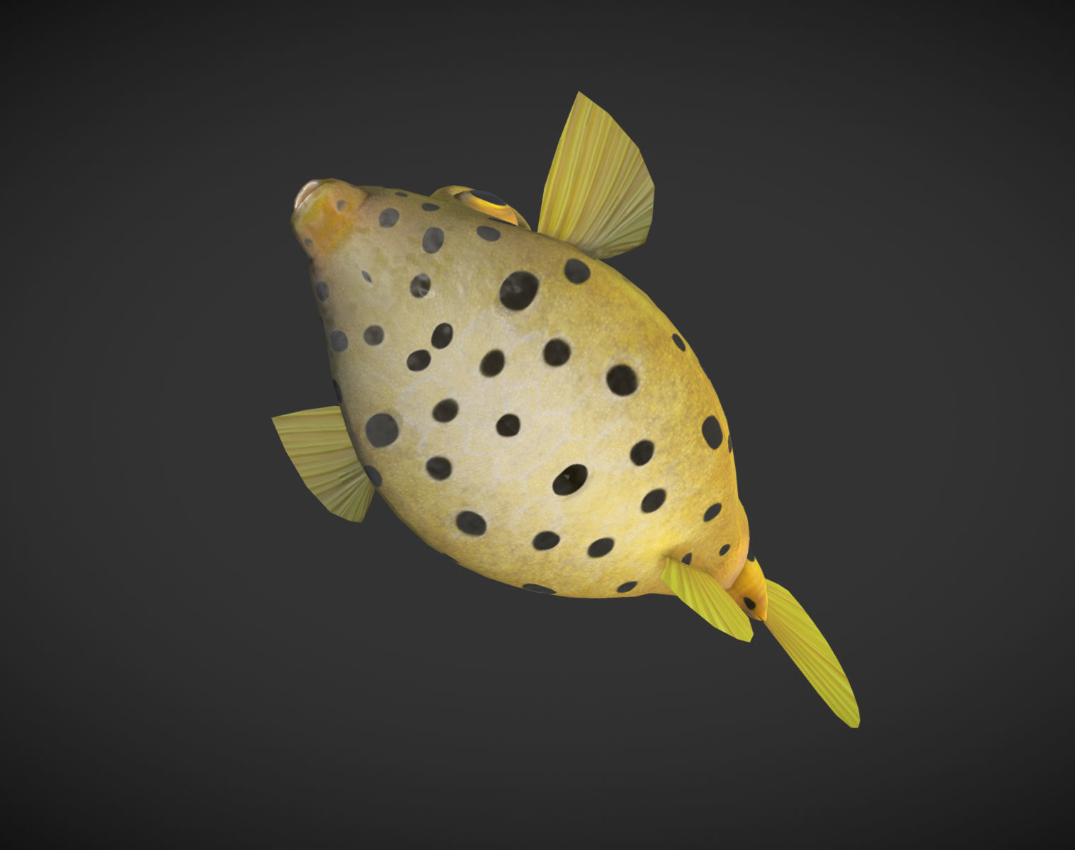 Puffer fish 01 Low-poly 3D model_4