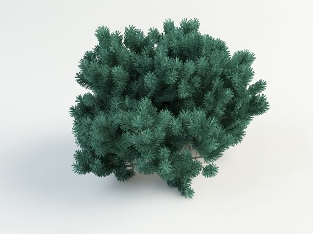 Pinus mops 3D model