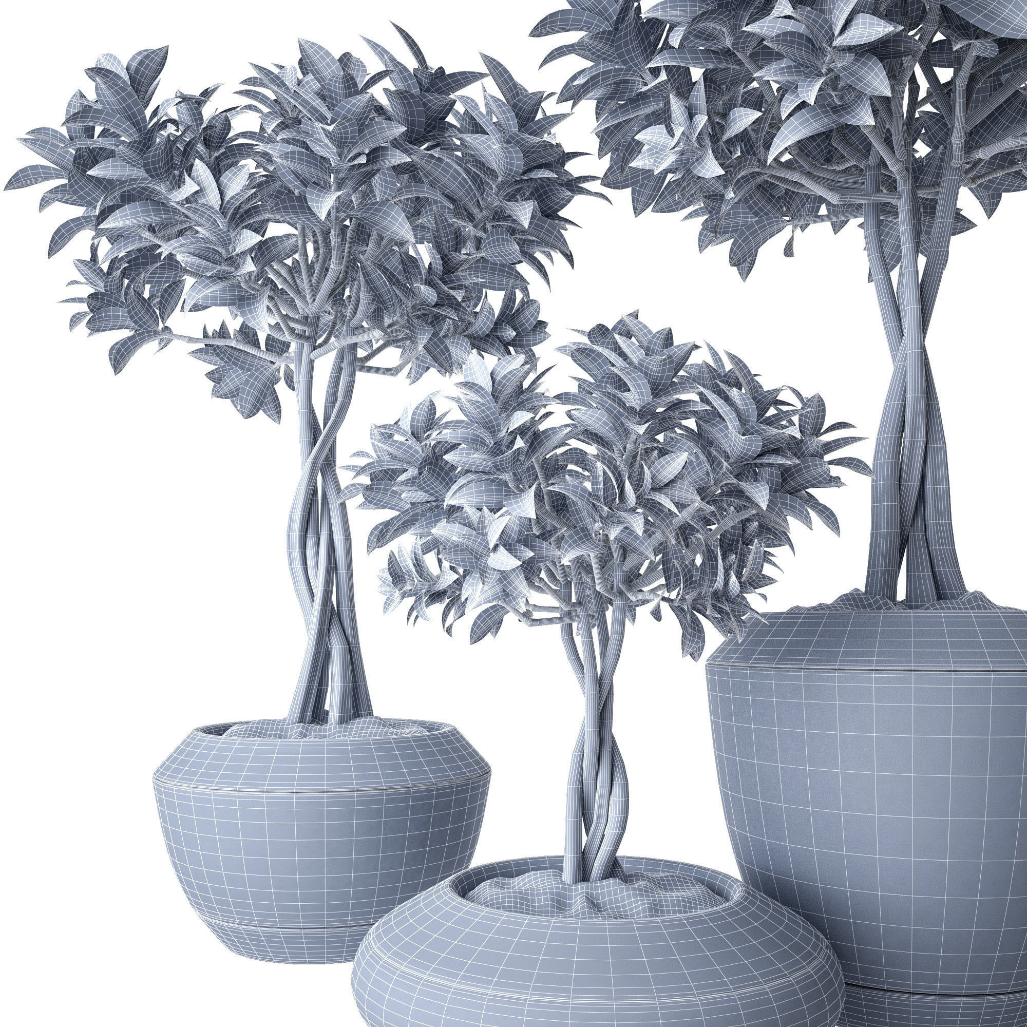 Ficus Microcarpa 3 3D model_2
