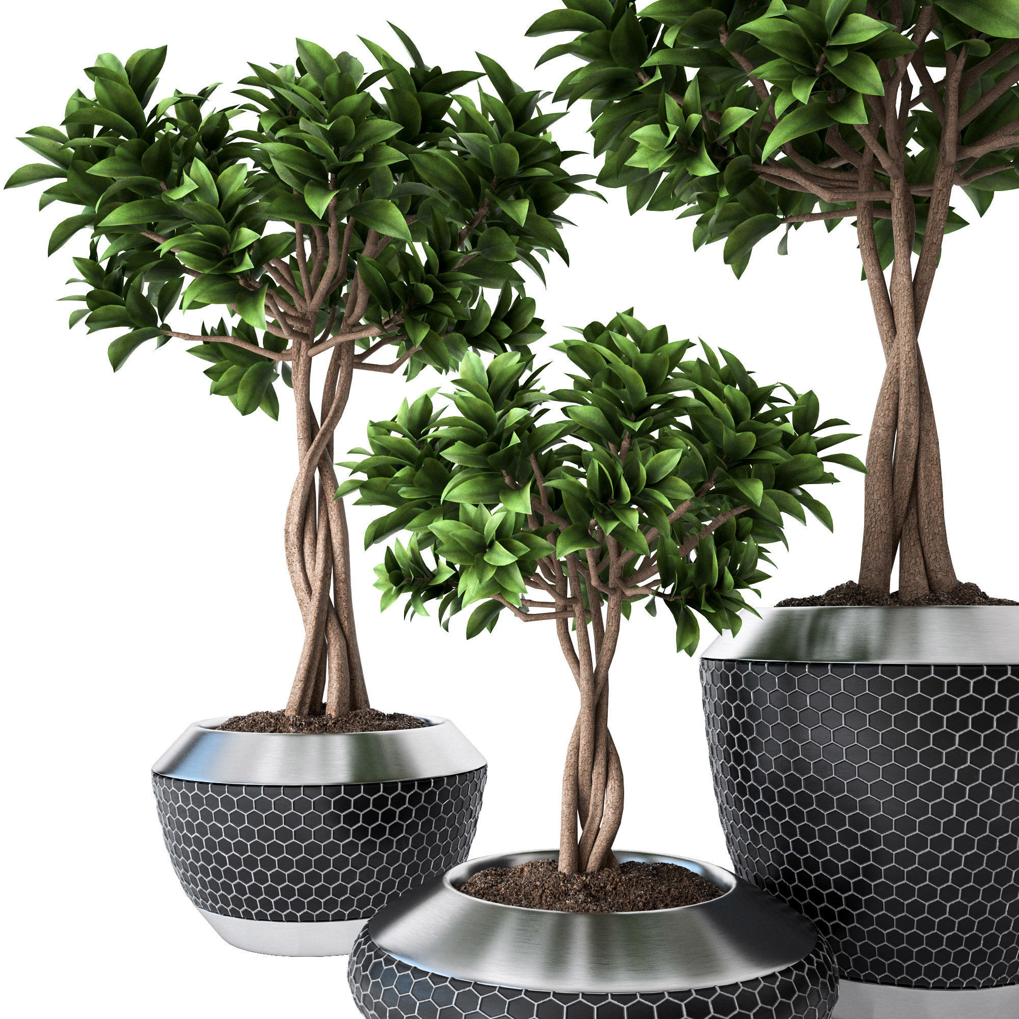Ficus Microcarpa 3 3D model_1