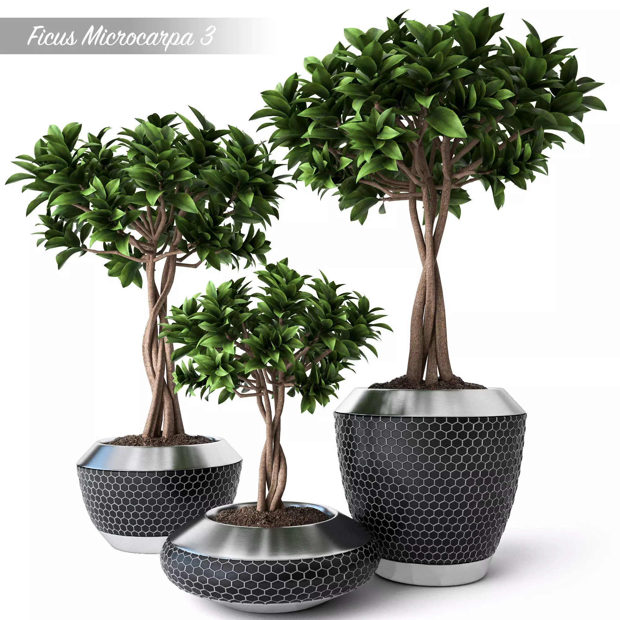 Ficus Microcarpa 3 3D model_0