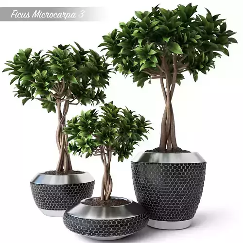 Ficus Microcarpa 3 3D model
