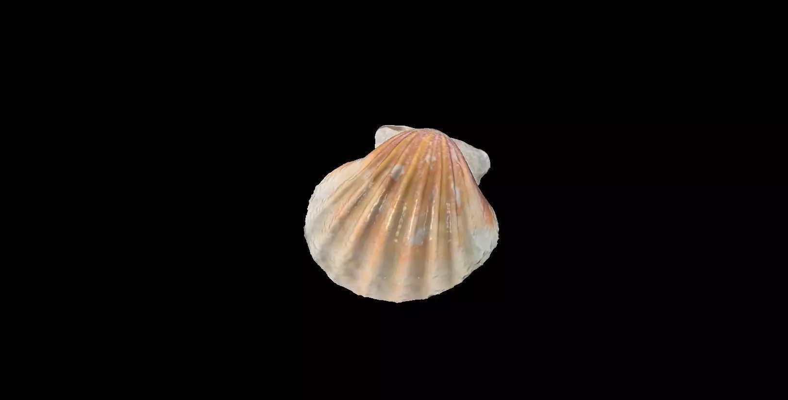Shell1 shell Low-poly 3D model