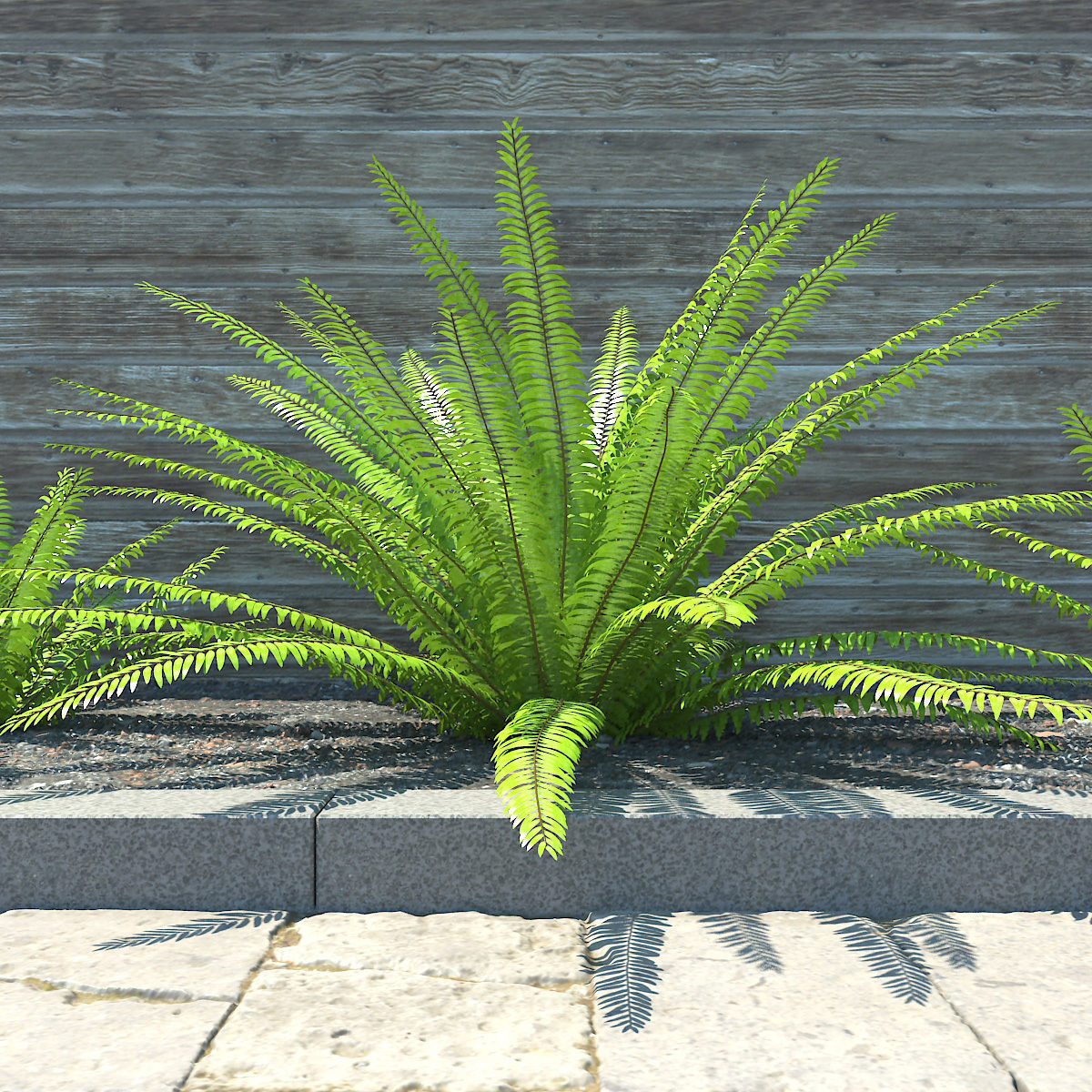 Fern composition 01