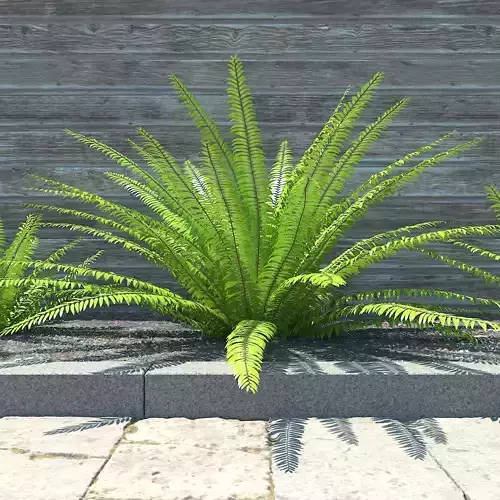 Fern  composition 01 3D model
