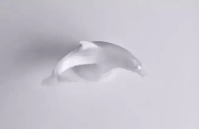 Dolphin