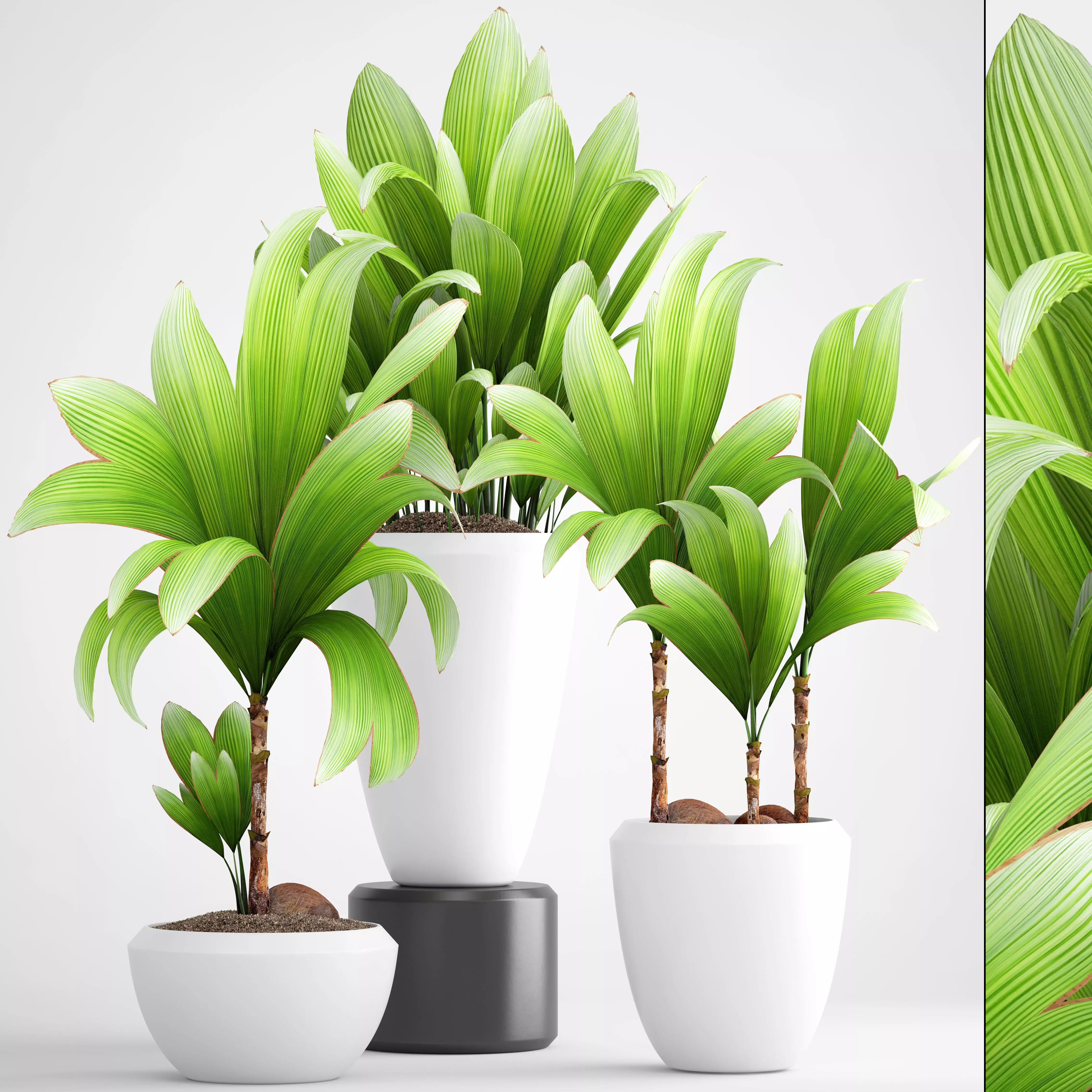 young coconut tree 3D model