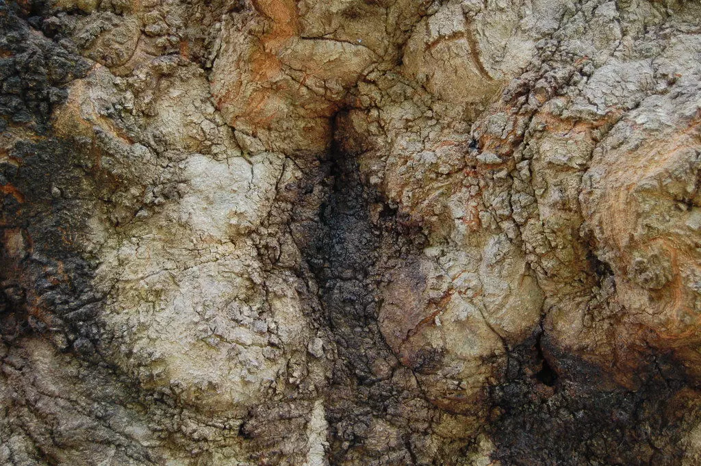 Landscape bark of tree Free low-poly 3D model_0