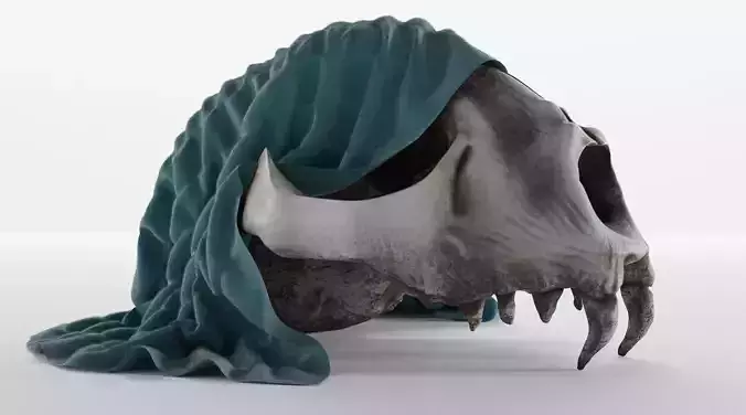 Skull bone model