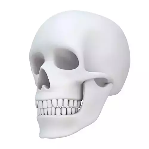 Skull without texture