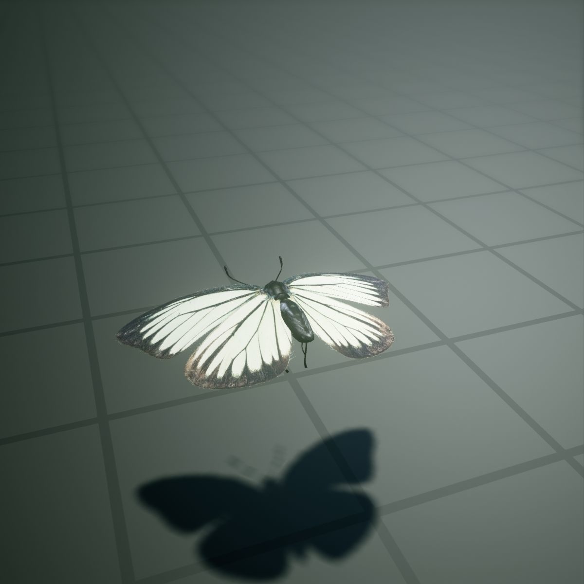 Butterfly - PareroniaCeylanica Low-poly 3D model_9