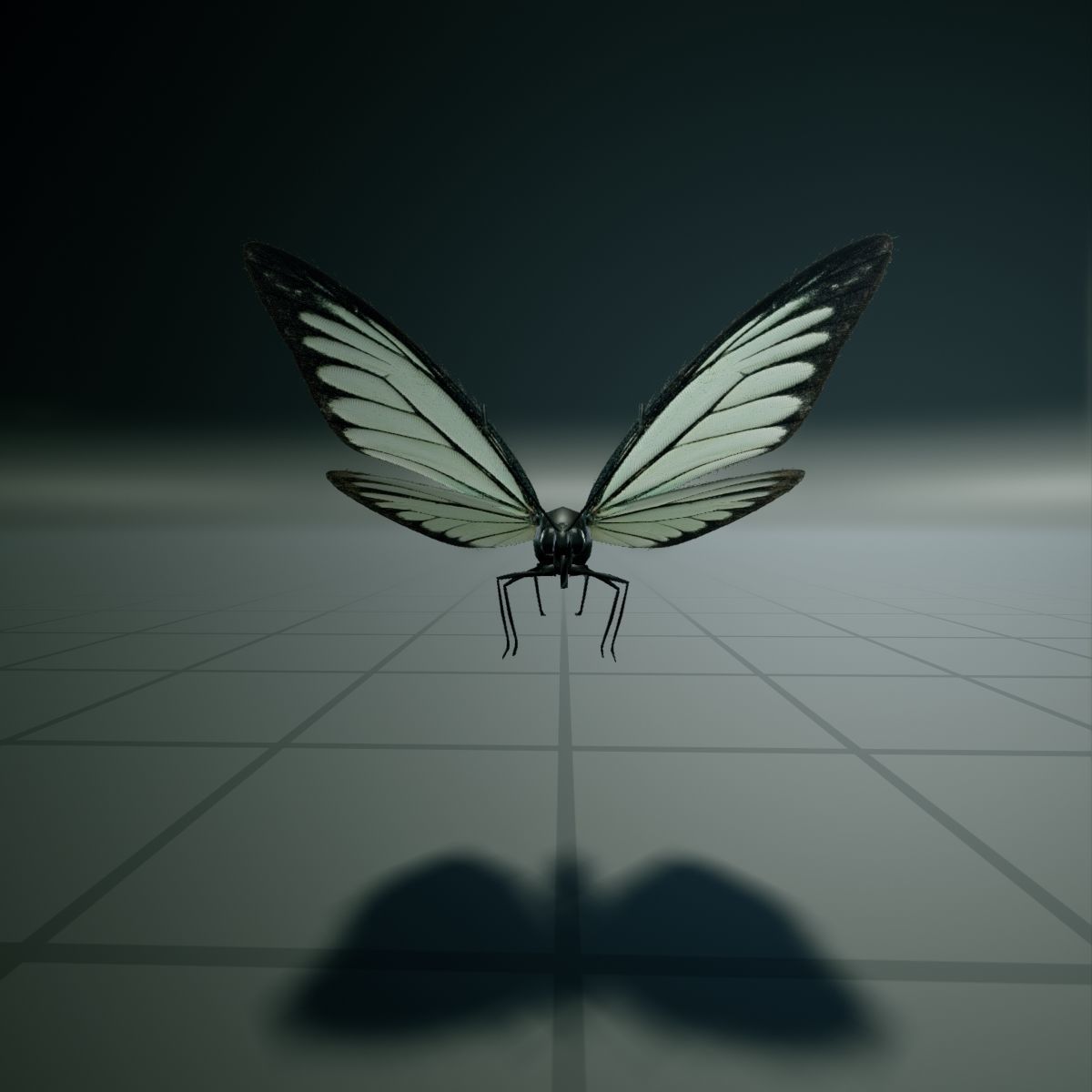 Butterfly - PareroniaCeylanica Low-poly 3D model_14