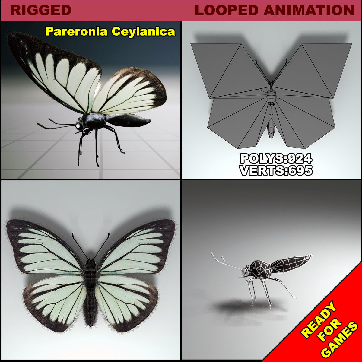Butterfly - PareroniaCeylanica Low-poly 3D model_3