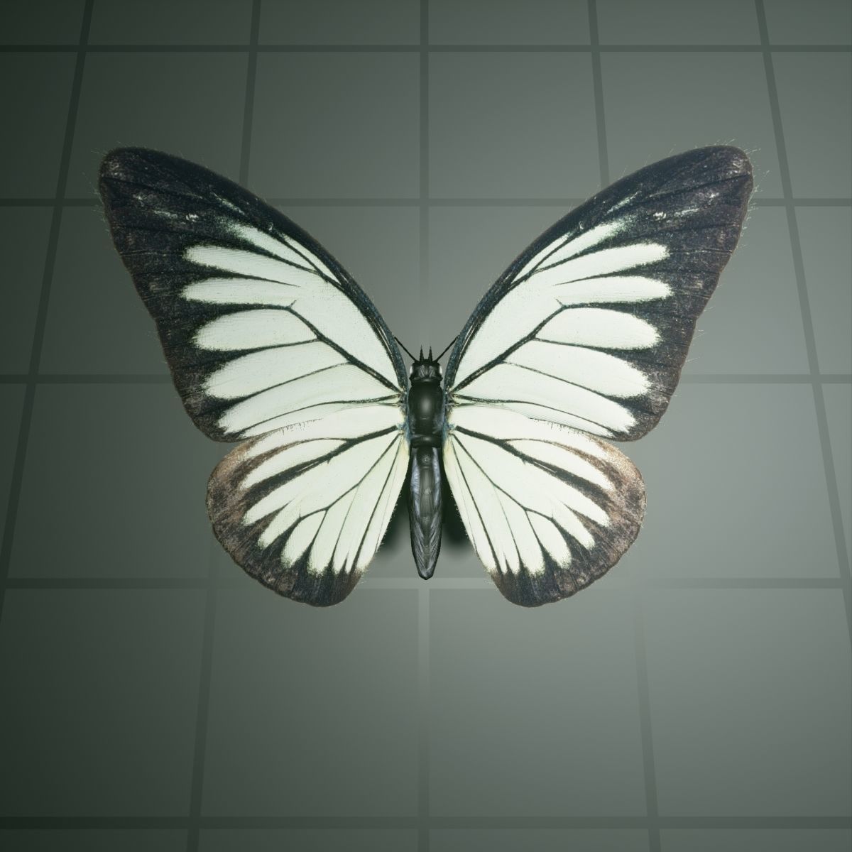 Butterfly - PareroniaCeylanica Low-poly 3D model_7