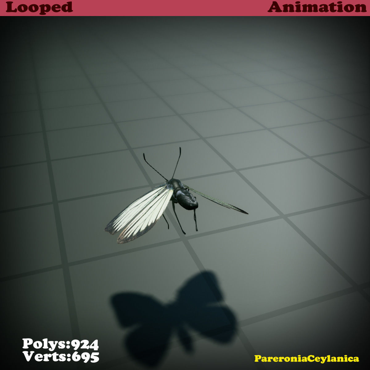 Butterfly - PareroniaCeylanica Low-poly 3D model_16