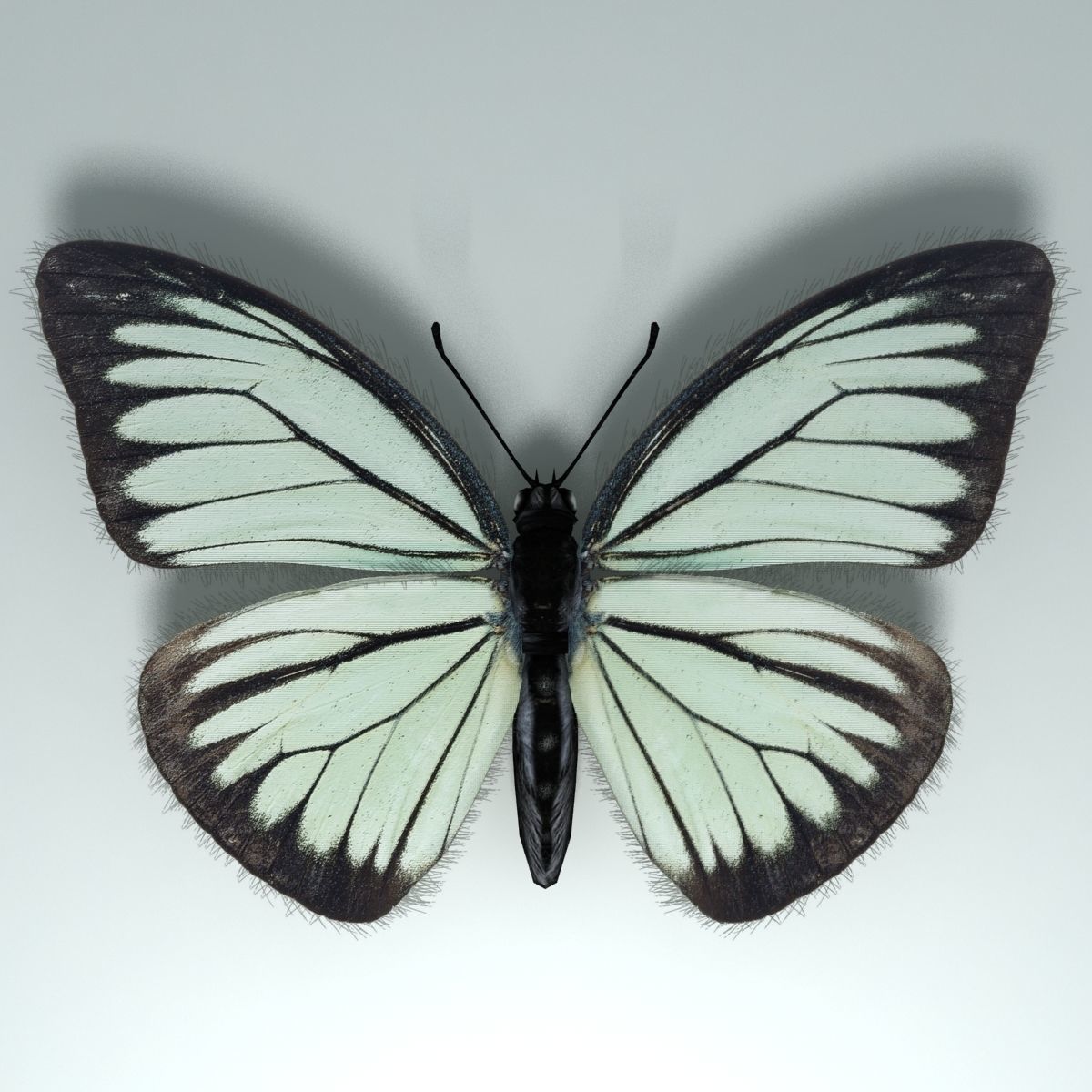 Butterfly - PareroniaCeylanica Low-poly 3D model_4