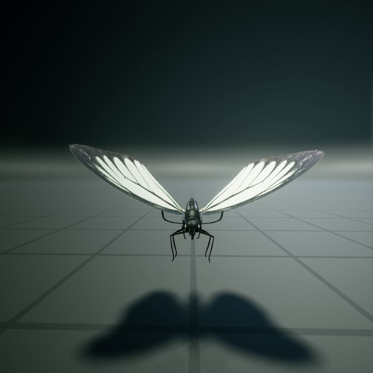 Butterfly - PareroniaCeylanica Low-poly 3D model_13