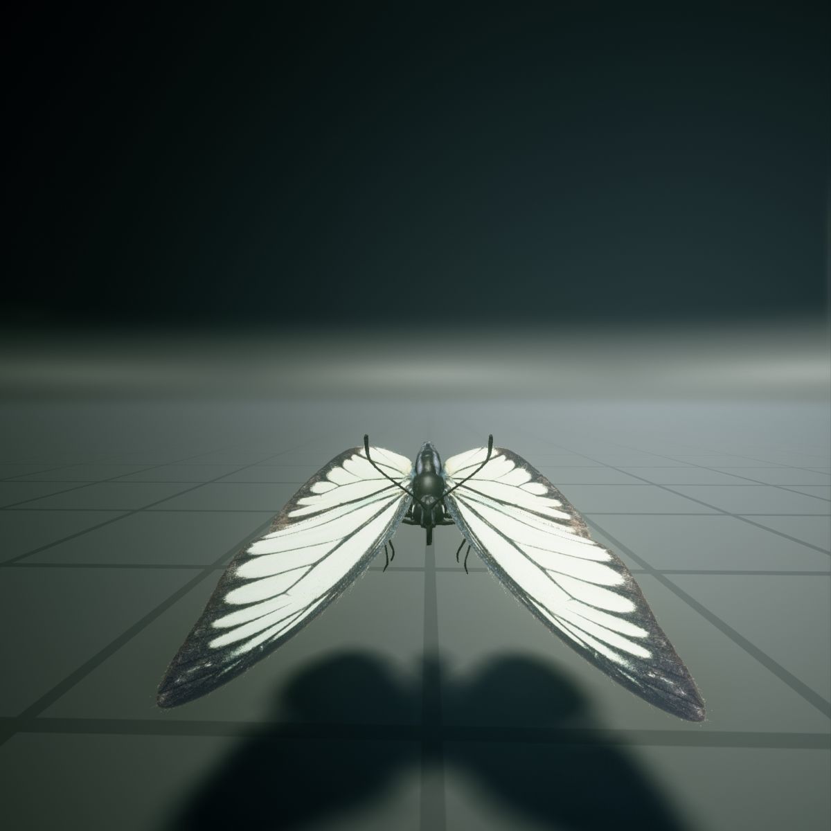 Butterfly - PareroniaCeylanica Low-poly 3D model_15
