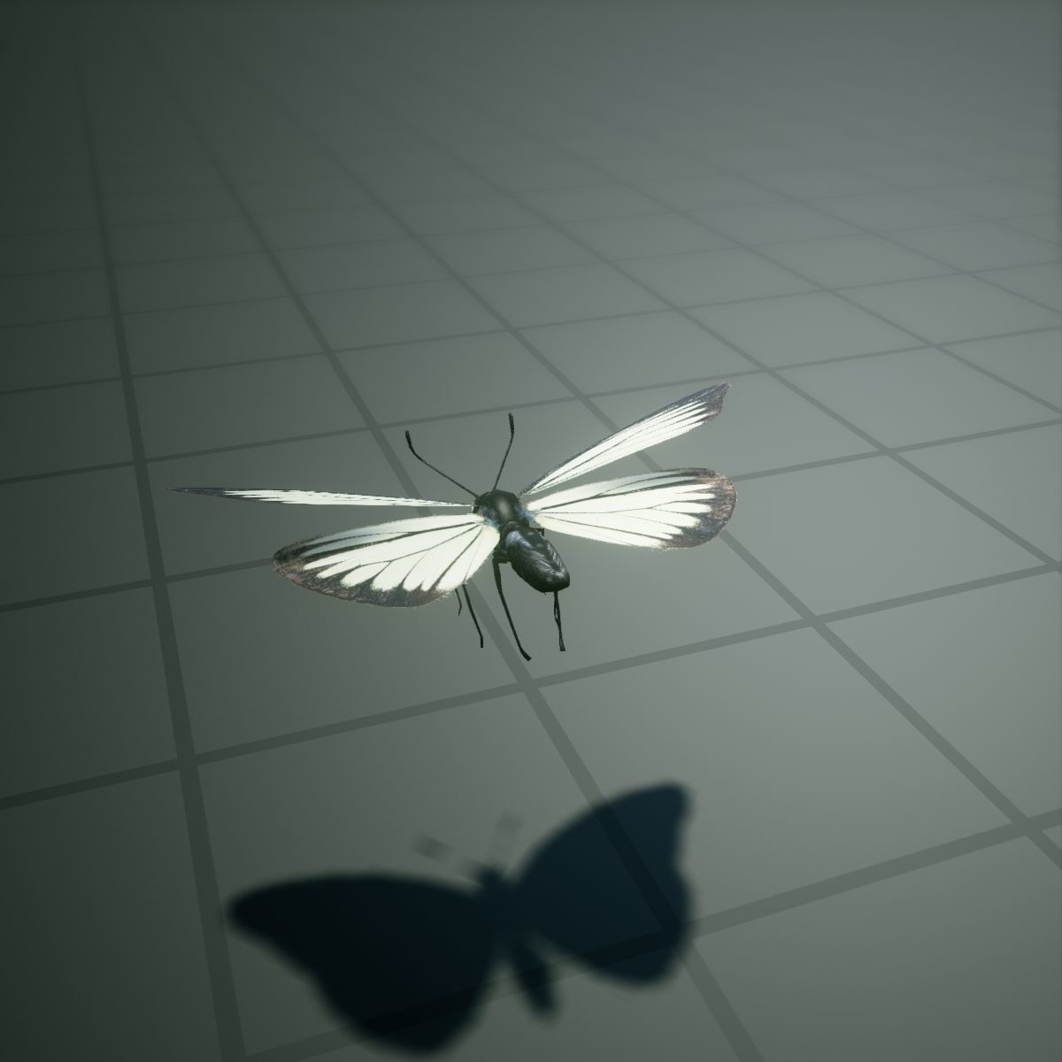 Butterfly - PareroniaCeylanica Low-poly 3D model_8