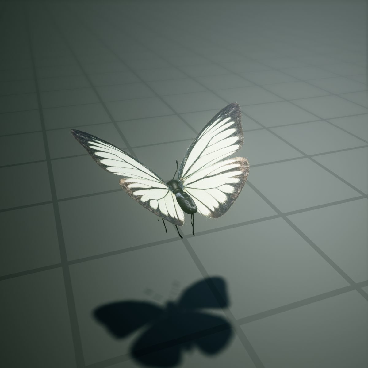 Butterfly - PareroniaCeylanica Low-poly 3D model_10