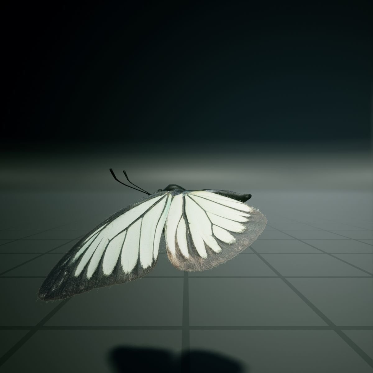 Butterfly - PareroniaCeylanica Low-poly 3D model_11