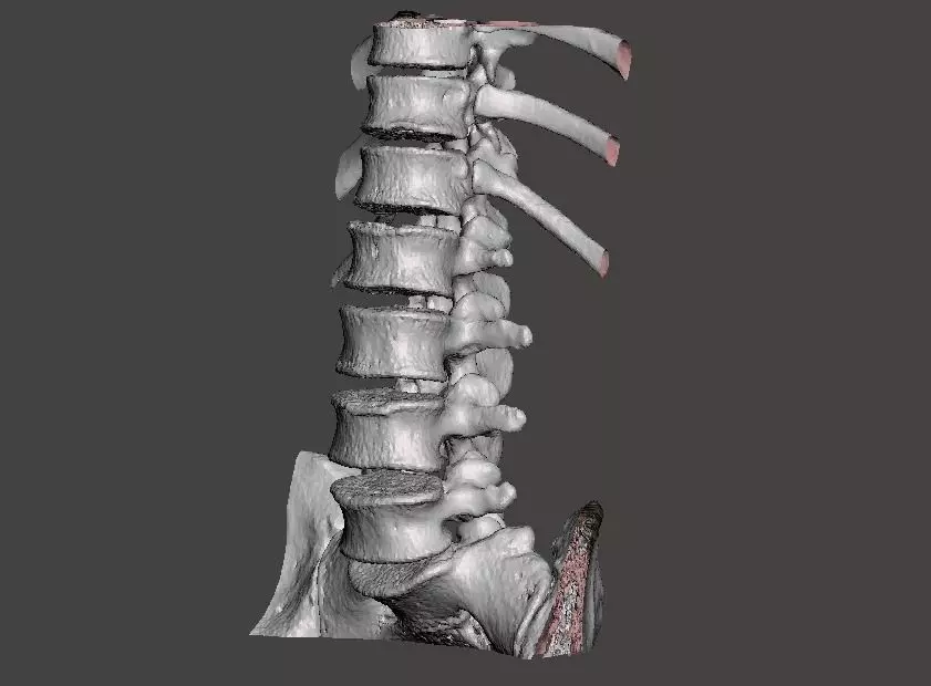 Human spine T10-L5 - male 3D model