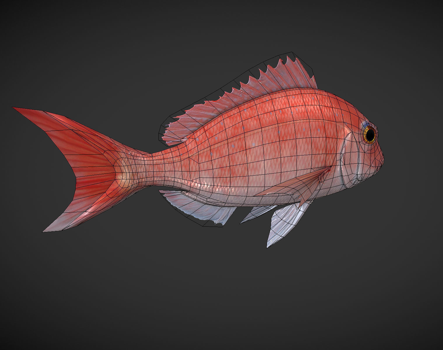 Carp 01 Low-poly 3D model_7