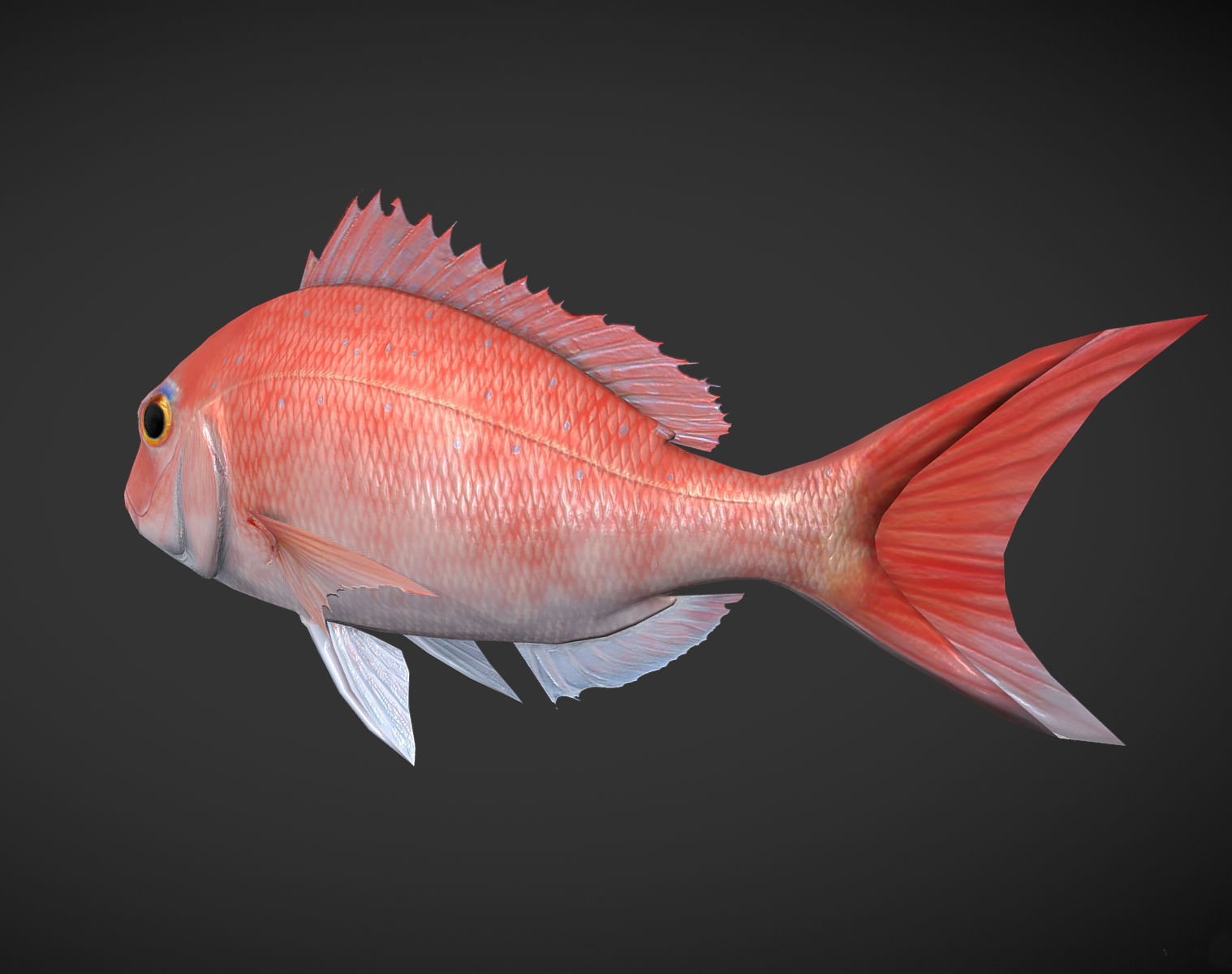 Carp 01 Low-poly 3D model_2