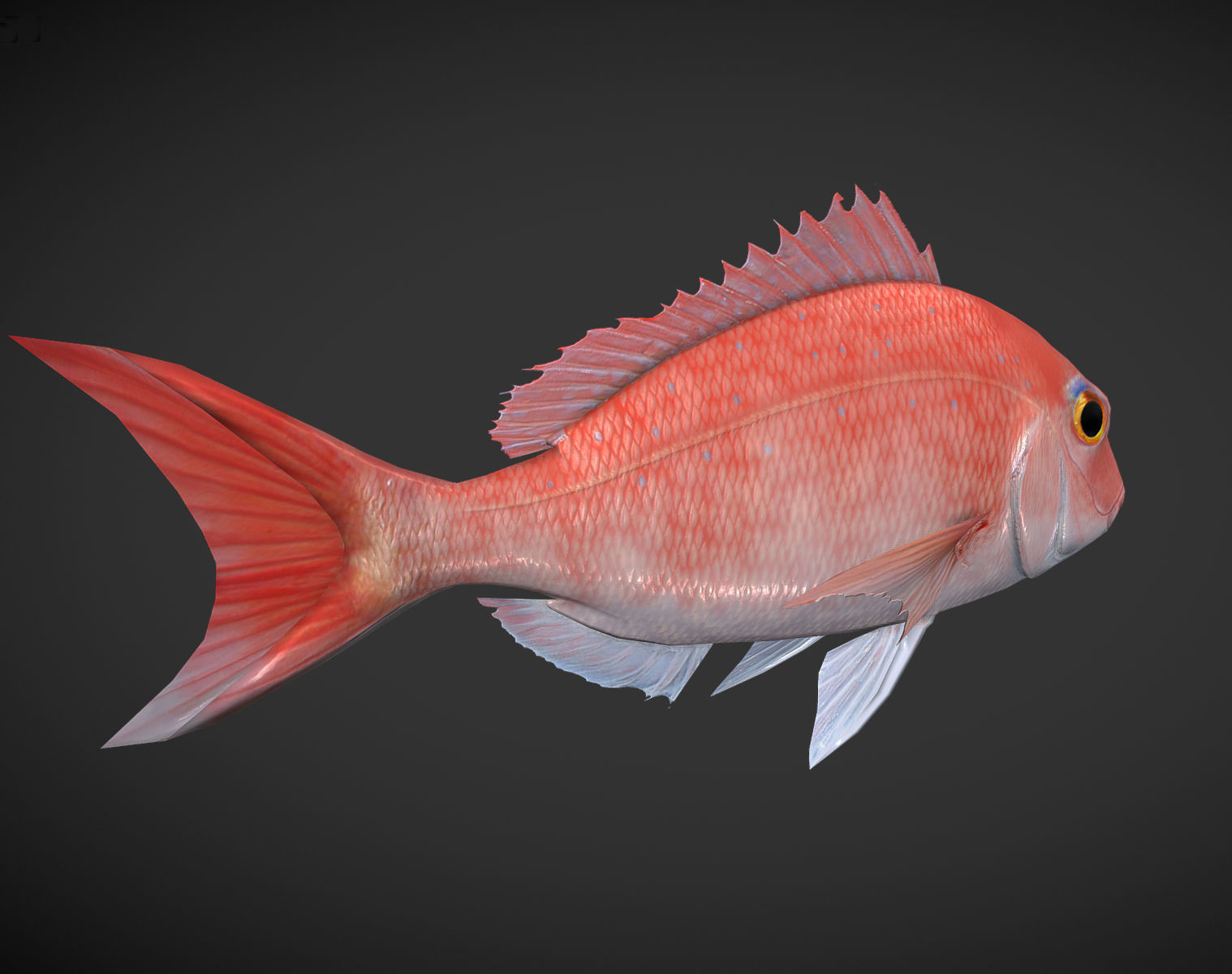 Carp 01 Low-poly 3D model_3