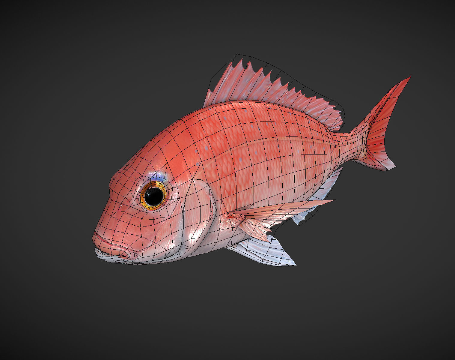 Carp 01 Low-poly 3D model_10