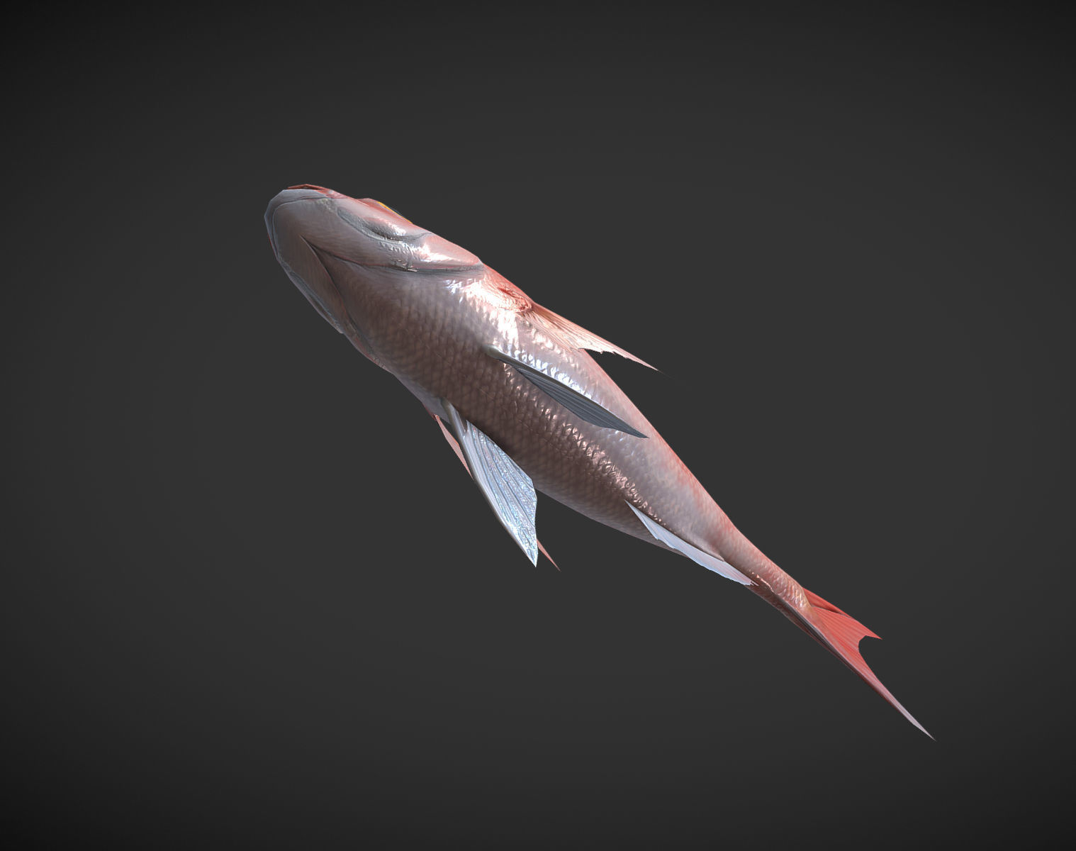 Carp 01 Low-poly 3D model_4