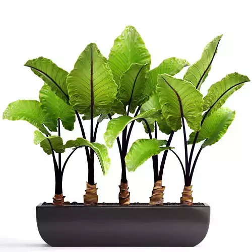 Alocasia macrorrhiza