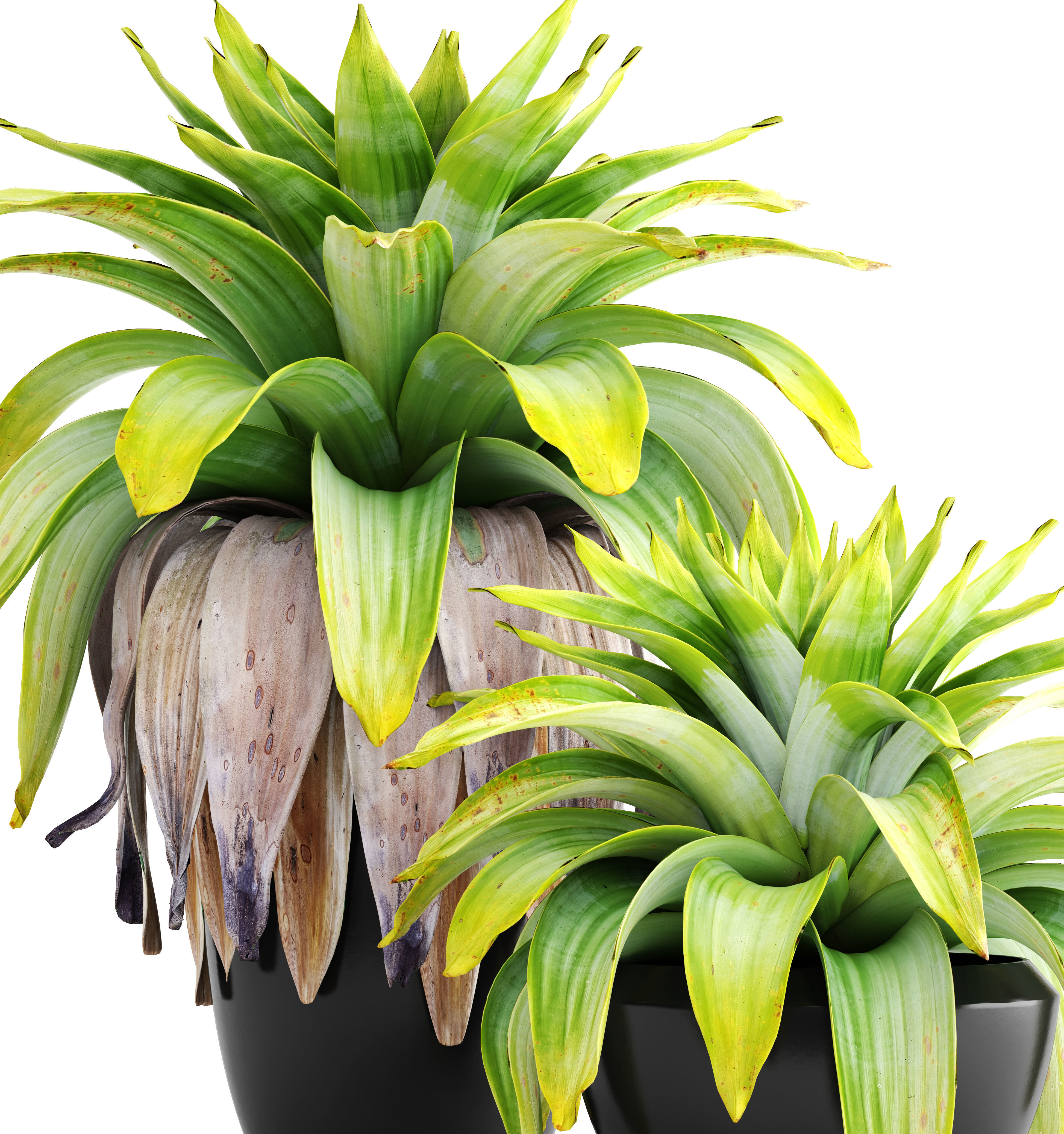 Tropical plant shrubs 3D model_11