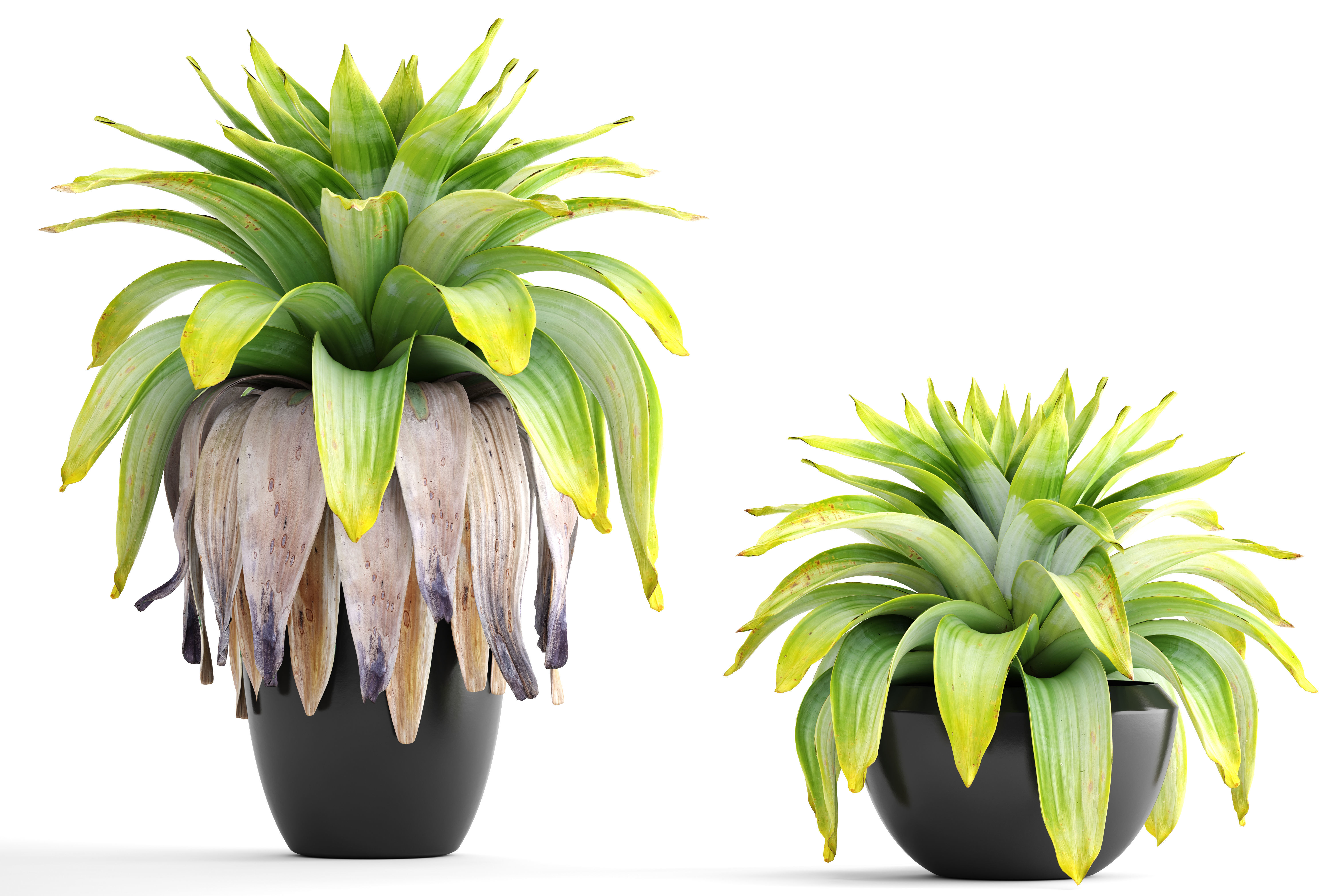 Tropical plant shrubs 3D model_6