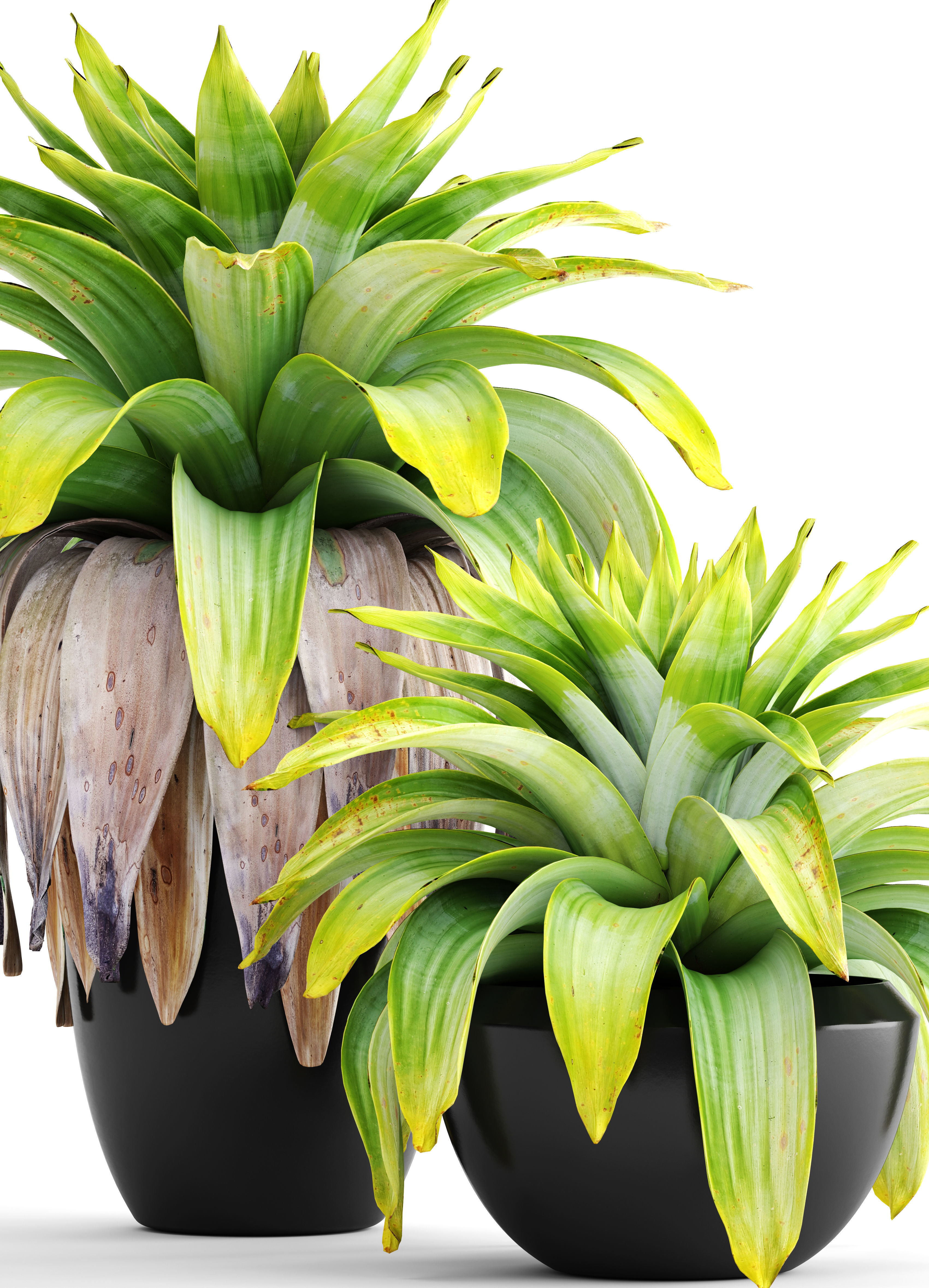 Tropical plant shrubs 3D model_2