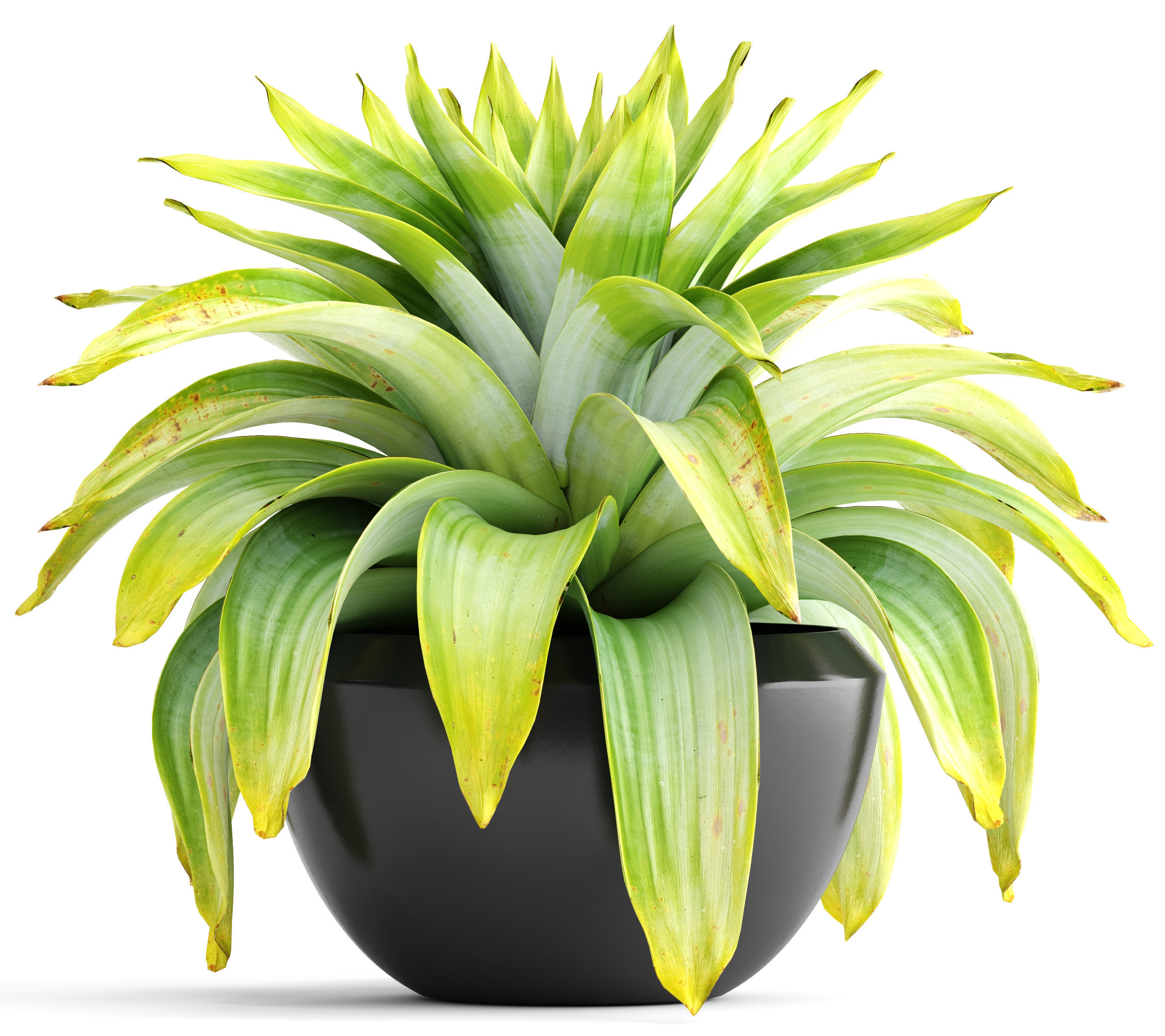 Tropical plant shrubs 3D model_9