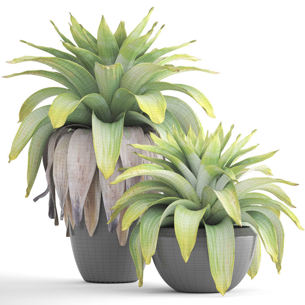 Tropical plant shrubs 3D model_5
