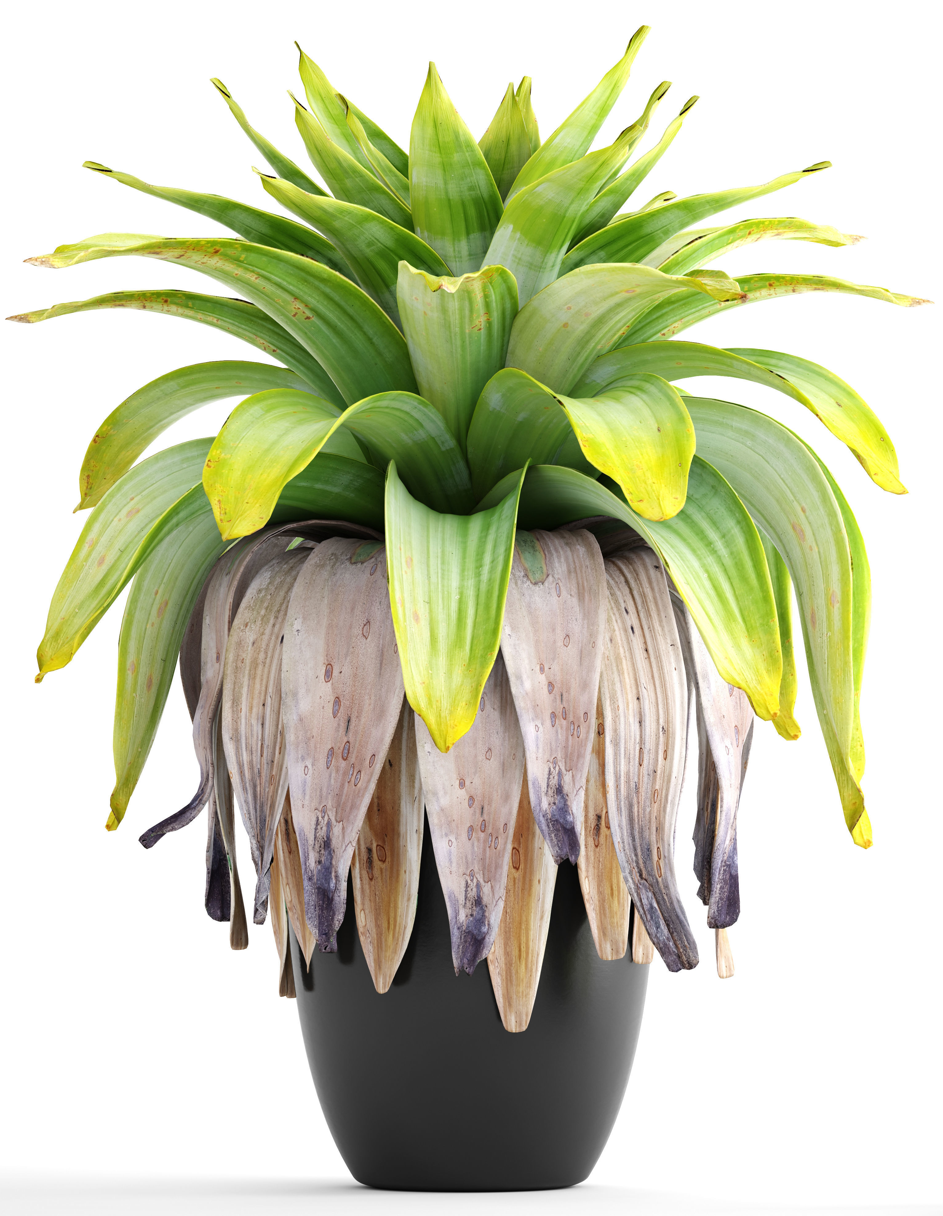 Tropical plant shrubs 3D model_1