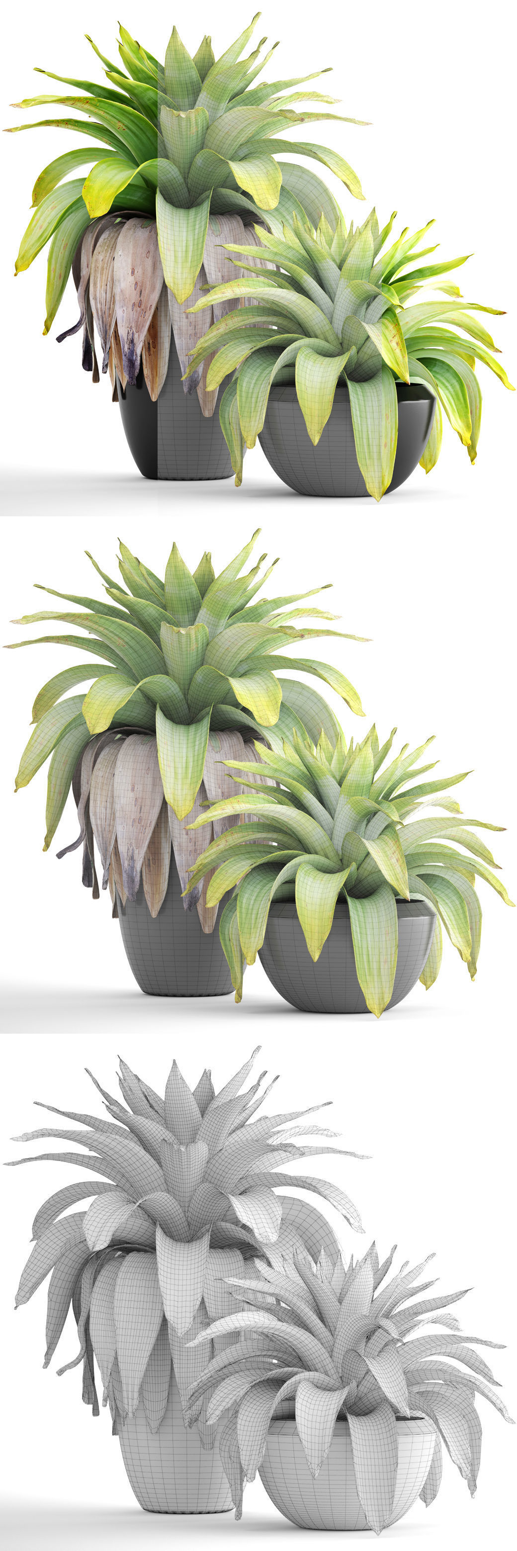 Tropical plant shrubs 3D model_3