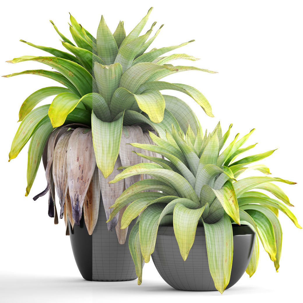 Tropical plant shrubs 3D model_8