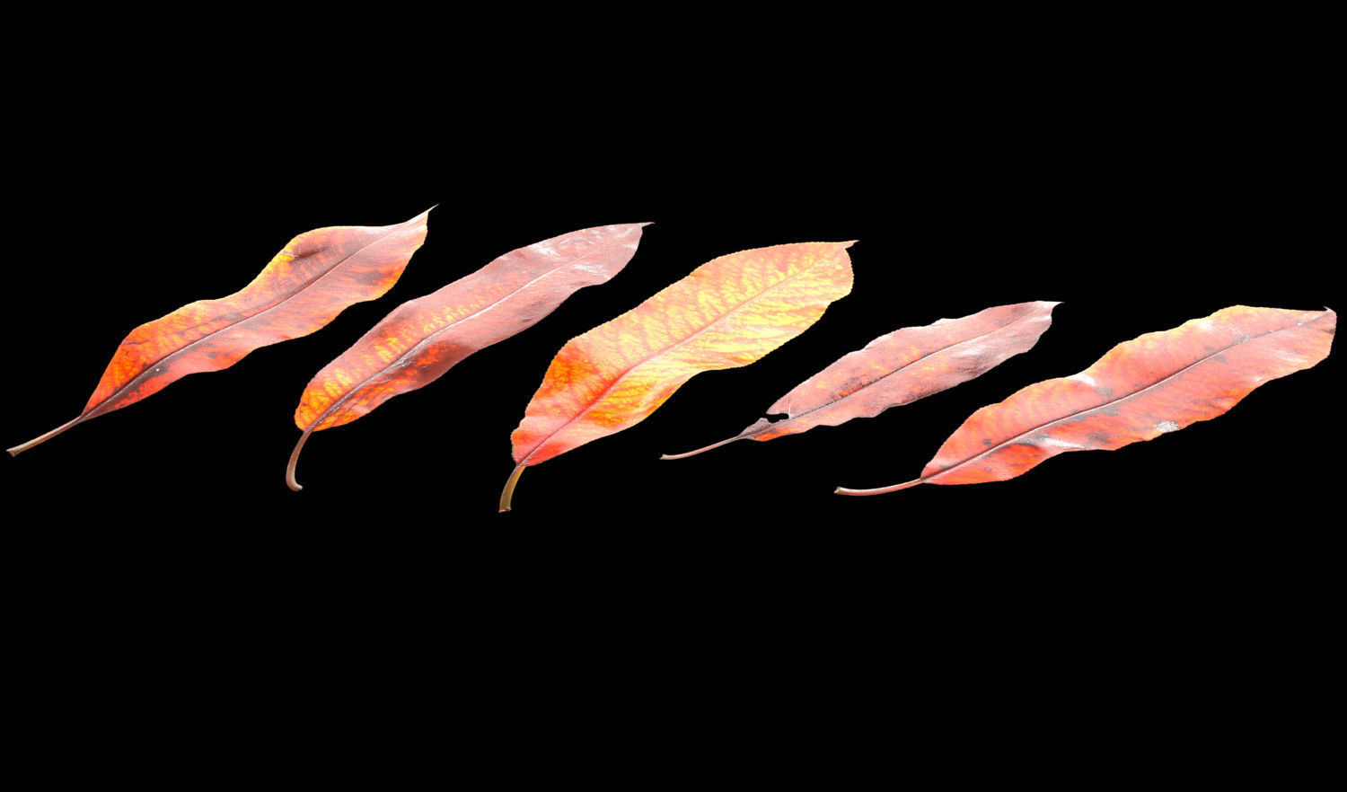 Autumn Leaves set 3D model_19