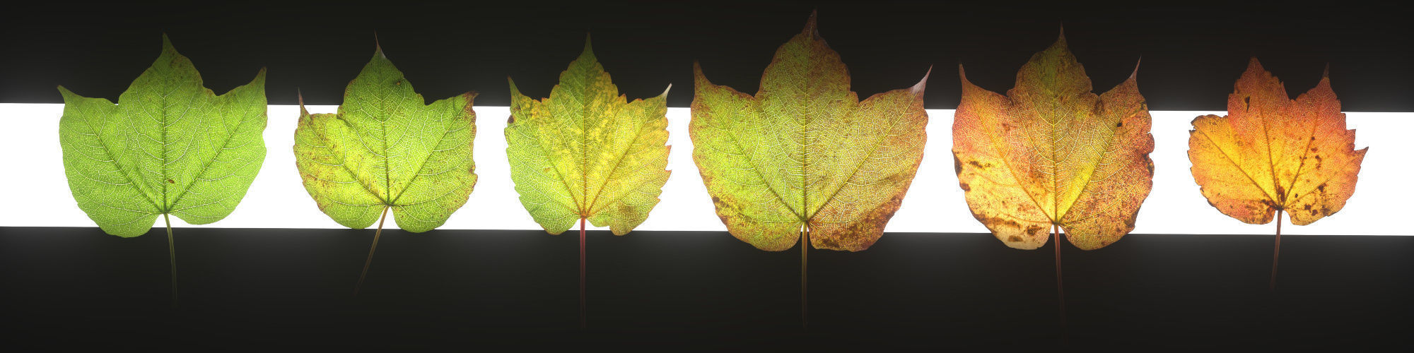 Autumn Leaves set 3D model_16