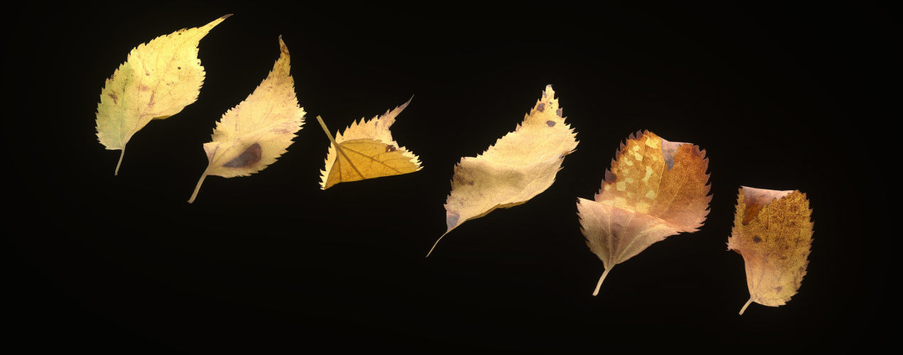 Autumn Leaves set 3D model_21